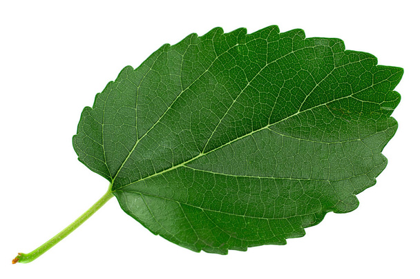 Mulberry leaf closeup isolated on light background - Photo, Image