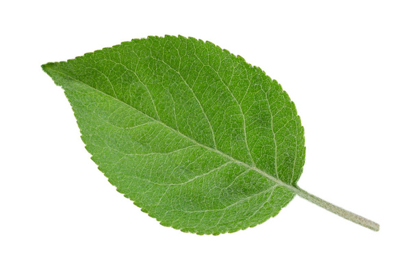Apple fruit closeup leaf isolated on white background - Photo, Image