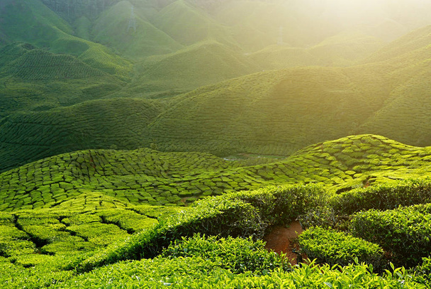 Majestuosa vista del paisaje de la plantación de té de Cameron Highlands Pahang Malasia. Fondo o telón de fondo de la naturaleza o la agricultura
. - Foto, imagen