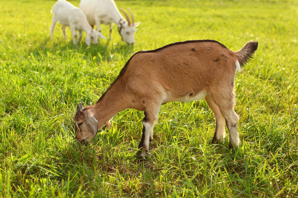 Young goat kids grazing, eating grass on sun lit meadow. - Photo, image