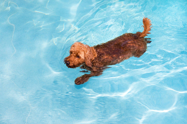 Μίνι χρυσή doodle, κολύμπι σε πισίνα με θαλασσινό νερό γοητευτικός την μπάλα - Φωτογραφία, εικόνα