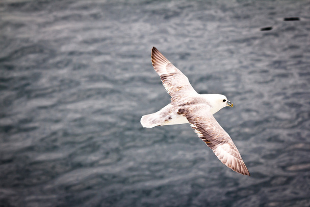 Seagull flying - Photo, Image