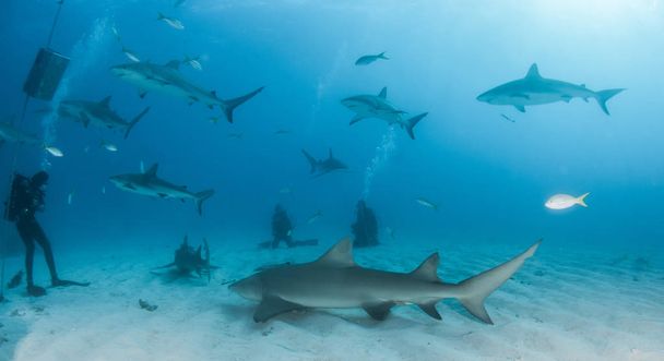 Photo montrant un requin de récif citron et Caraïbes aux Bahamas
 - Photo, image