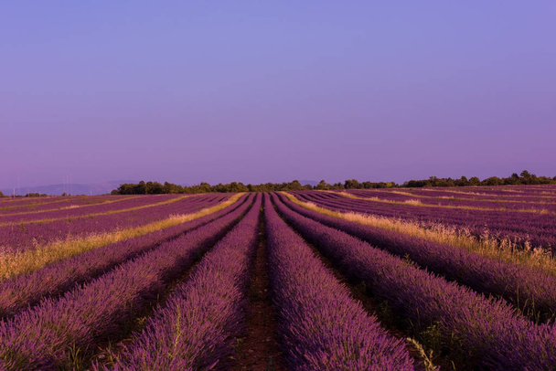 lavender purple field with aromatic flowers - Fotó, kép
