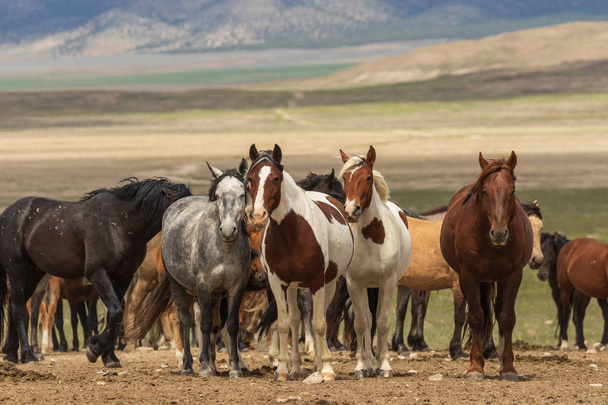 stado dzikich koni na pustyni Utah w lecie - Zdjęcie, obraz