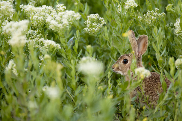 Rabbit portrait in the natural habitat, life in the meadow. European rabbit, Oryctolagus cuniculus - Photo, Image