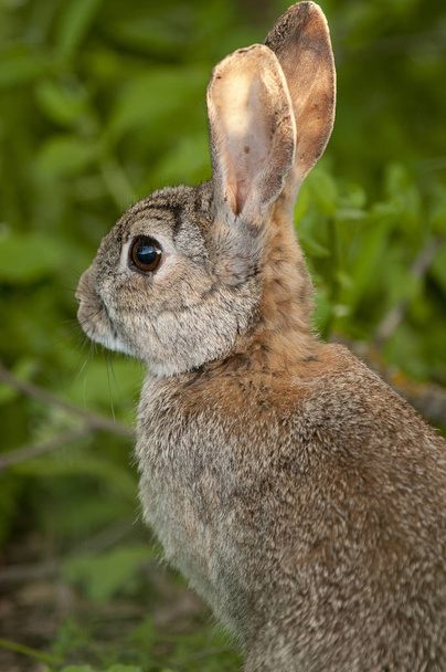Hasenporträt im natürlichen Lebensraum, Leben auf der Wiese. Europäisches Kaninchen, Oryctolagus cuniculus - Foto, Bild