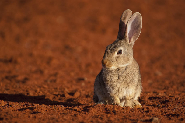 Roztomilý zvířat králík v přirozeném prostředí, život na louce. Králík divoký, Oryctolagus cuniculus, na červené půdě - Fotografie, Obrázek