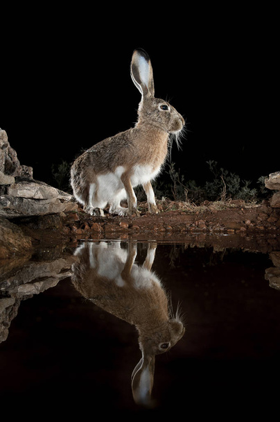 Lepus europaeus, lepus lena granatensis, retrato agua potable con reflexión
 - Foto, Imagen