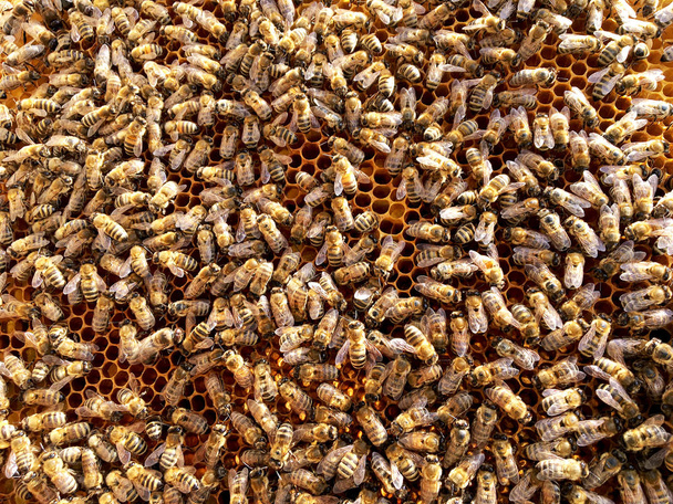 Textura de hexágono de fondo, panal de cera de una colmena de abejas llena de miel dorada. Fotografía macro panal compuesta por cera de abeja, dulces mieles amarillas de la colmena. Néctar de miel de abejas panales
 - Foto, Imagen
