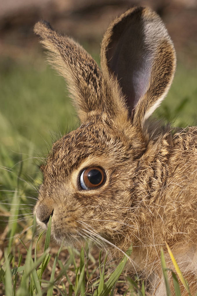 Little baby hare Lepus europaeus, lepus granatensis, portrait - Photo, Image
