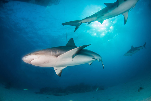写真はバハマのカリブ海のサンゴ礁のサメを示しています - 写真・画像