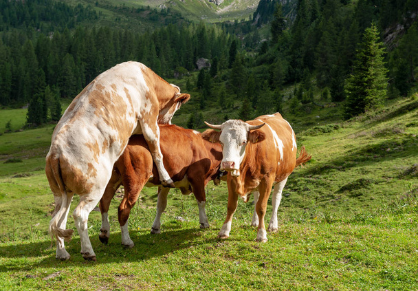 Un grupo de vacas suizas rojo-blancas comprometidas en el comportamiento de apareamiento de los Dolomitas italianos, cerca del paso de Giau, en una tarde de verano
. - Foto, imagen