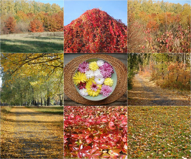 kollaasi syksyllä maisema, luonto, puisto. Ukraina
 - Valokuva, kuva