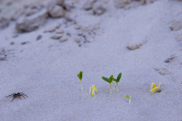 Onder de woestijnen in de droogte, de kiemen van de jonge plant ontkiemen in het zand - Foto, afbeelding