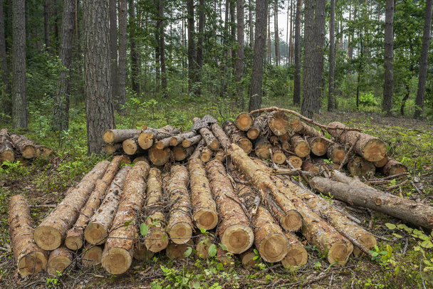 Ontbossing concept. Knobbels, stammen en takken van bomen na het omhakken van bossen - Foto, afbeelding