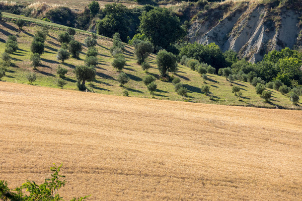 Vista panorámica de olivares y granjas en colinas de Abruzos. Italia
 - Foto, imagen