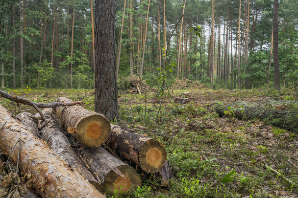 Deforestation concept. Stumps, logs and branches of tree after cutting down forest - Photo, Image