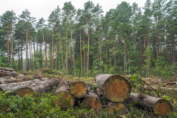 Koncept odlesňování. Pahýly, klády a větve stromů po kácení lesa - Fotografie, Obrázek