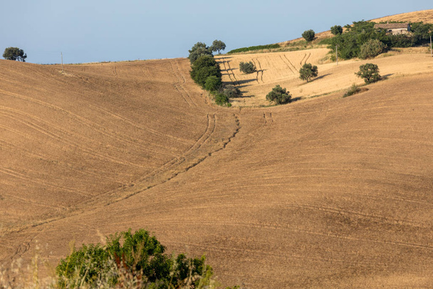  вид на оливковими гаями і ферм на пагорби Абруццо. Італія - Фото, зображення