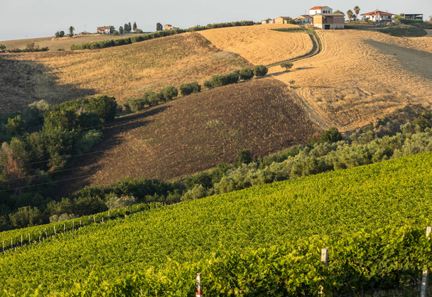 アブルッツォの丘を転がりのオリーブ畑、ブドウ園および農場の全景。イタリア - 写真・画像