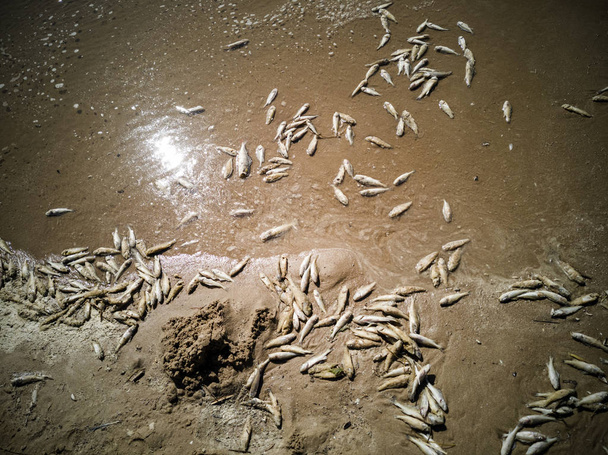 Un sacco di pesci morti
 - Foto, immagini