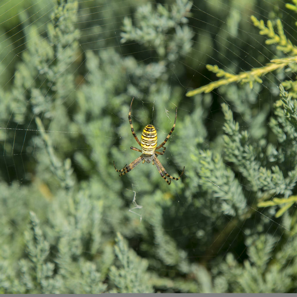 Μεγάλη αράχνη. Μαύρο και κίτρινο λίπος καλαμπόκι ή aurantia Argiope κήπο αράχνη στον ιστό του σε αναμονή για το θήραμά του κοντά σε επιλεκτική εστίαση - Φωτογραφία, εικόνα