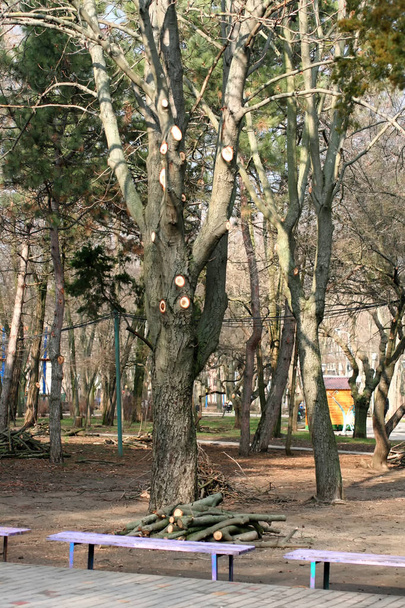 Potatura primaverile di un albero in un parco cittadino
 - Foto, immagini