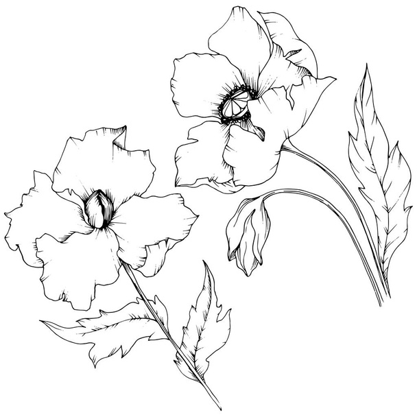 Papoula de flor silvestre em um estilo vetorial isolado. Nome completo da planta: papoila. Flor vetorial para fundo, textura, padrão de invólucro, moldura ou borda
. - Vetor, Imagem