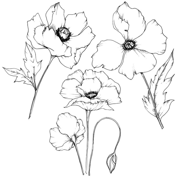 Wildflower klaproos in de stijl van een vector geïsoleerd. Volledige naam van de plant: poppy. Vector bloem voor achtergrond, textuur, wrapper patroon, frame of rand. - Vector, afbeelding