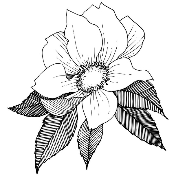 Wild rose in a vector style isolated. - ベクター画像