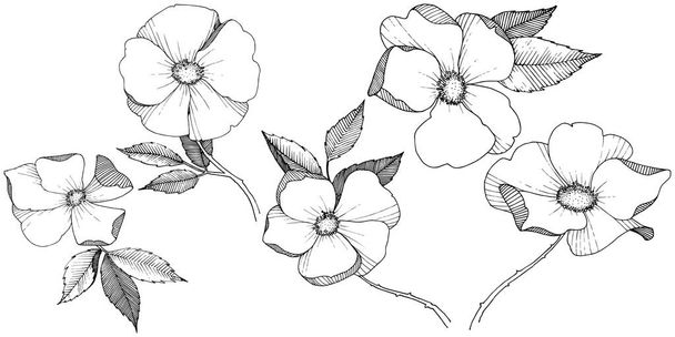 Wildrose im Vektorstil isoliert. voller Name der Pflanze: Rose. Vektorblume für Hintergrund, Textur, Wrappermuster, Rahmen oder Rahmen. - Vektor, Bild