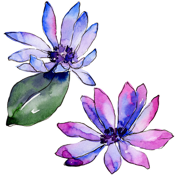 Aquarelle marguerite africaine violette. Fleur botanique florale. Élément d'illustration isolé. Aquarelle fleur sauvage pour fond, texture, motif d'emballage, cadre ou bordure
. - Photo, image