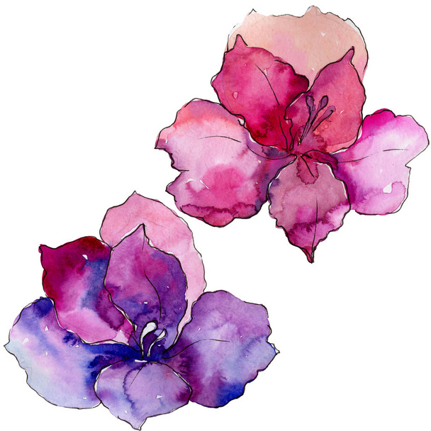Sulu boya renkli alstroemeria çiçek. Botanik çiçek. İzole illüstrasyon öğesi. Arka plan, doku, sarıcı desen, çerçeve veya kenarlık için Aquarelle kır çiçeği. - Fotoğraf, Görsel