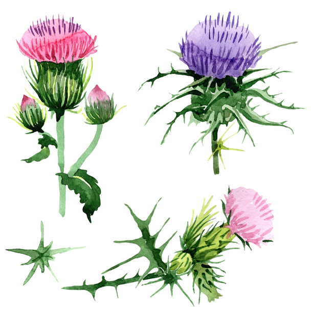 Watercolor pink and purple thistle wildflower. Floral botanical flower. Isolated illustration element. Aquarelle wildflower for background, texture, wrapper pattern, frame or border. - Φωτογραφία, εικόνα