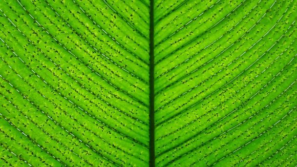 Un primer plano de una gran hoja verde brillante con líneas o venas de color verde oscuro, todas las cuales están dispuestas casi por igual
 - Foto, Imagen