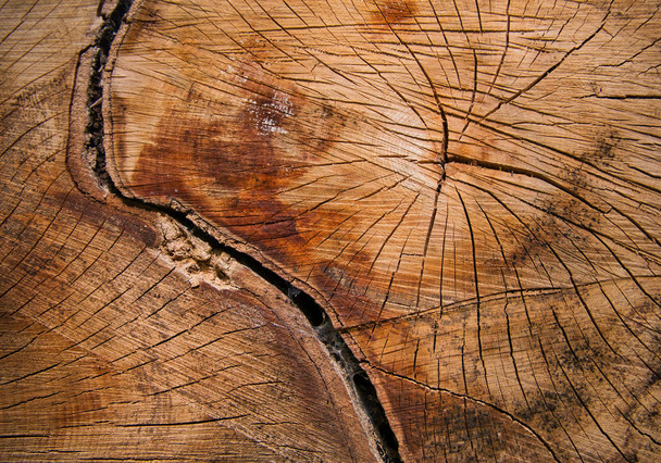 Gros plan d'un arbre abattu à deux tiges dans la forêt avec plusieurs fissures et anneaux annuels
 - Photo, image