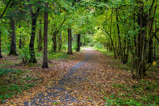 Asphalted path strewn with foliage through the forest - Фото, изображение