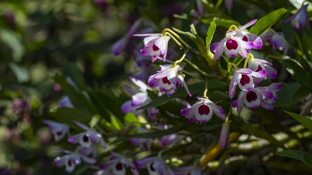 Dendrobium orchid 'Sweet Candy'  - Фото, изображение
