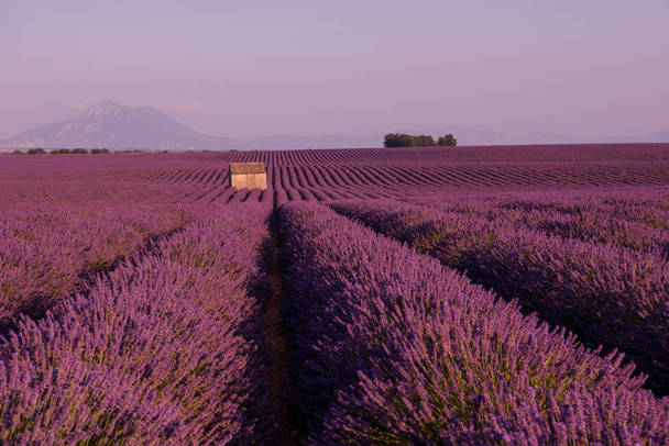 campo de flores de lavanda púrpura con casa vieja solitaria
 - Foto, Imagen