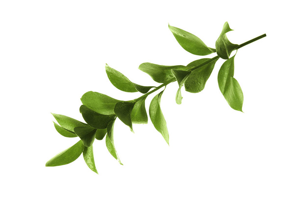 Branch with fresh green Ruscus leaves on white background - Foto, Bild