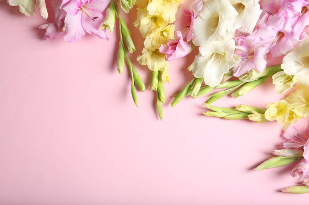 Flat lay composition with beautiful gladiolus flowers on color background - Photo, Image