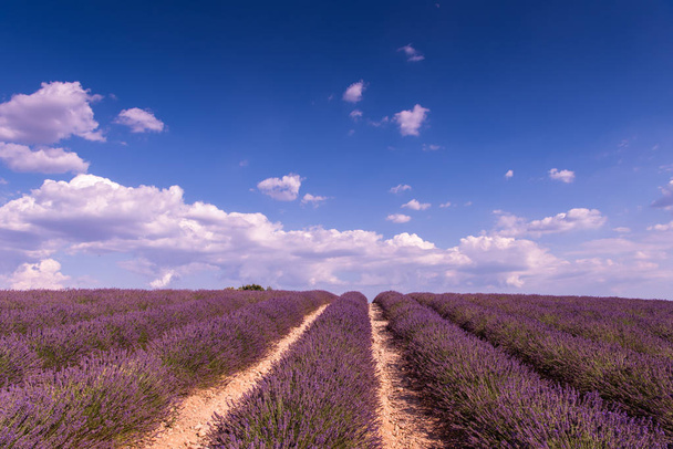 lavender purple field with aromatic flowers - Photo, Image