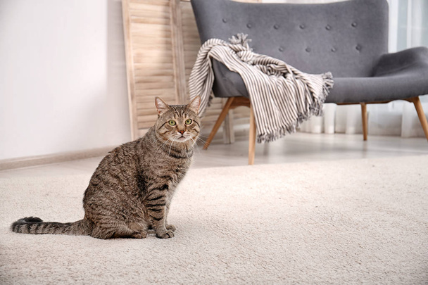 Cute cat sitting on carpet at home - Fotoğraf, Görsel