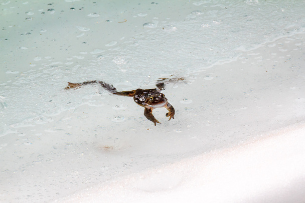 kikker gevangen in ijs - Foto, afbeelding