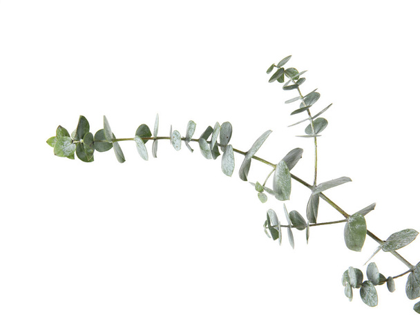 Eucalyptus branch with fresh green leaves on white background - Φωτογραφία, εικόνα