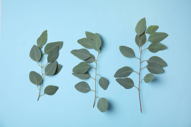 Eucalyptus branches with fresh leaves on color background, flat lay - Foto, Bild