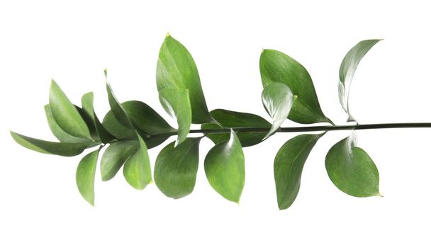 Ruscus branch with fresh green leaves on white background - Fotoğraf, Görsel