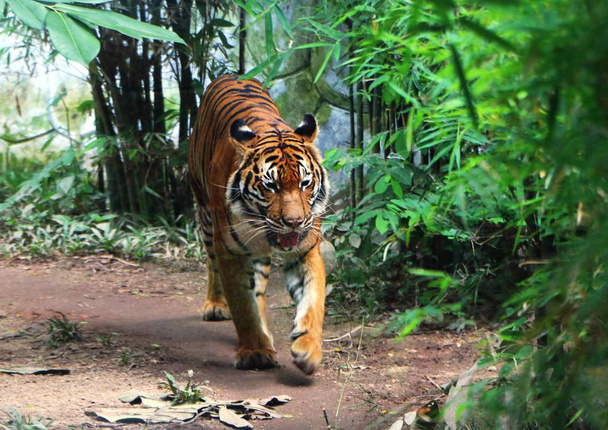 El tigre (Panthera tigris) es la especie de gato más grande, más reconocible por su patrón de rayas verticales oscuras en piel de color naranja rojizo con una parte inferior más clara.
. - Foto, imagen