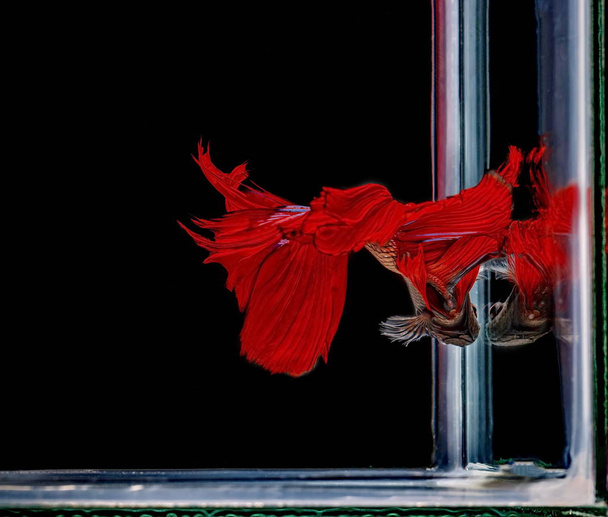 Fighting fish, red fish on a black background, color Siamese fighting fish. - Photo, Image